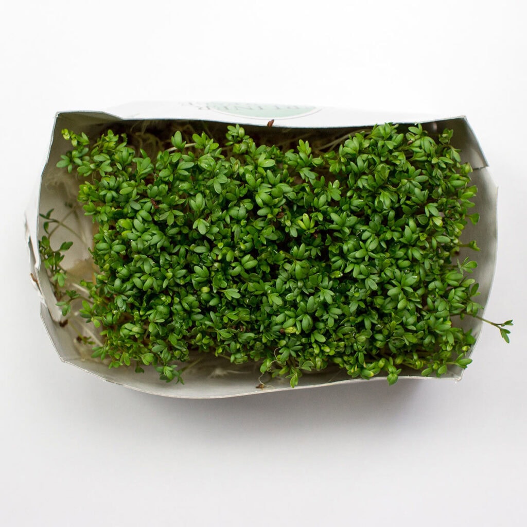 Watercress on white background