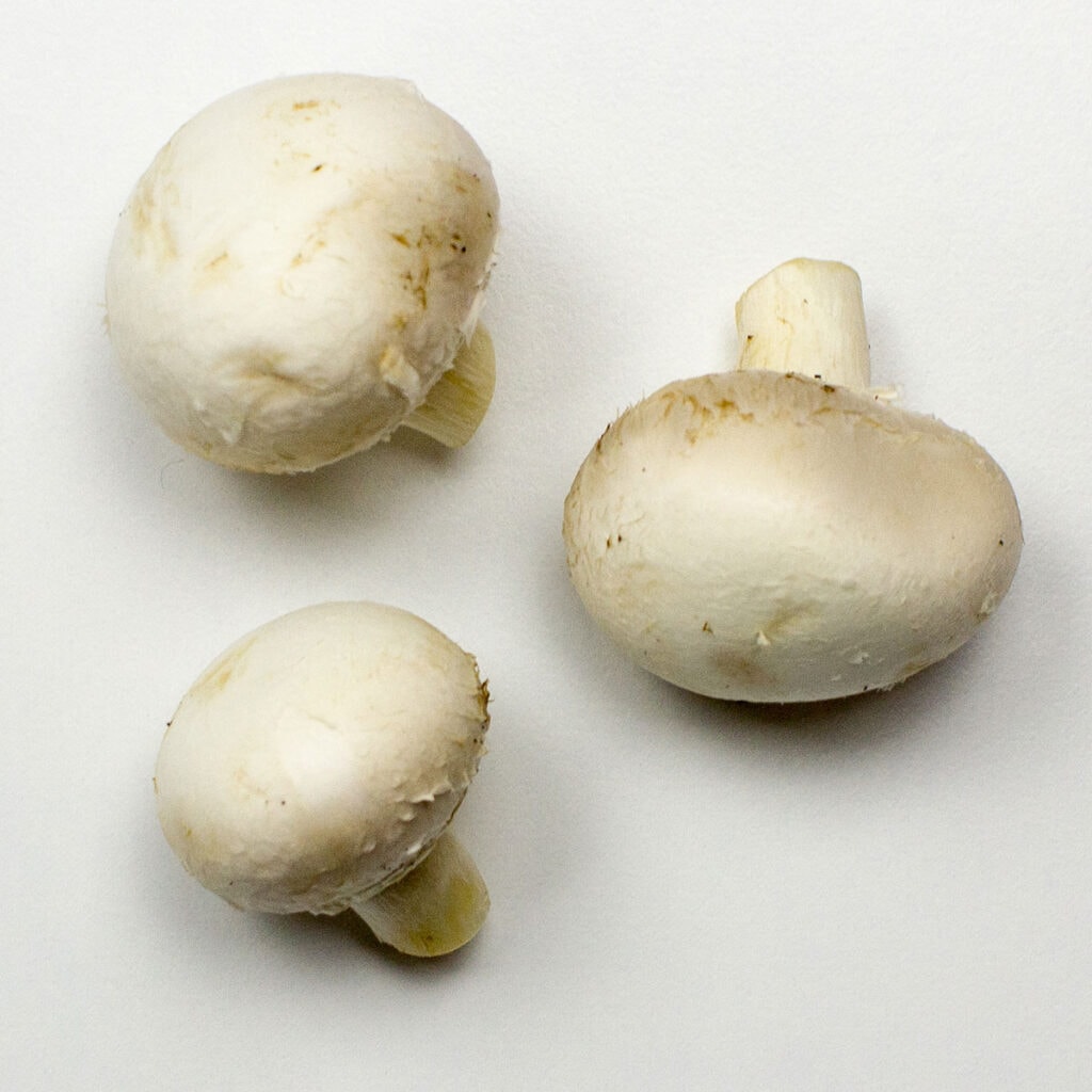 Mushrooms on white background