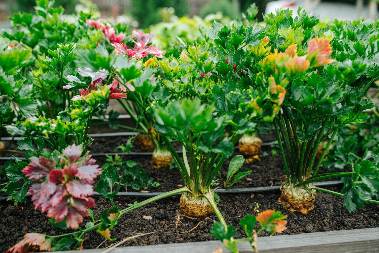 Big celeriac plantsin the garden | Hurry The Food Up