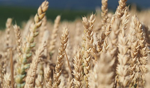 wheat field | 